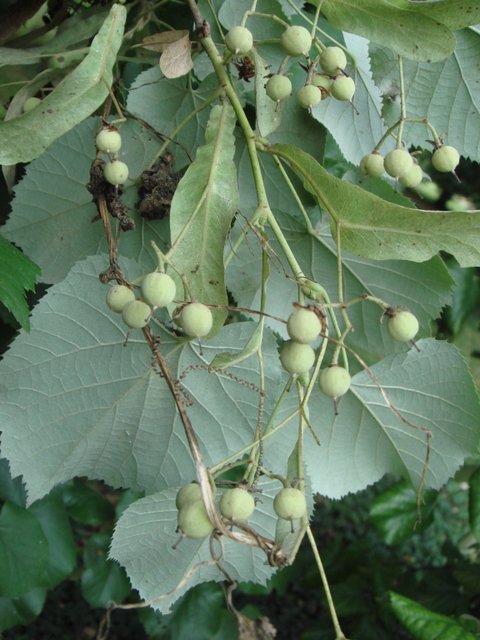 Tilia tomentosa 'Petiolaris' revers feuille